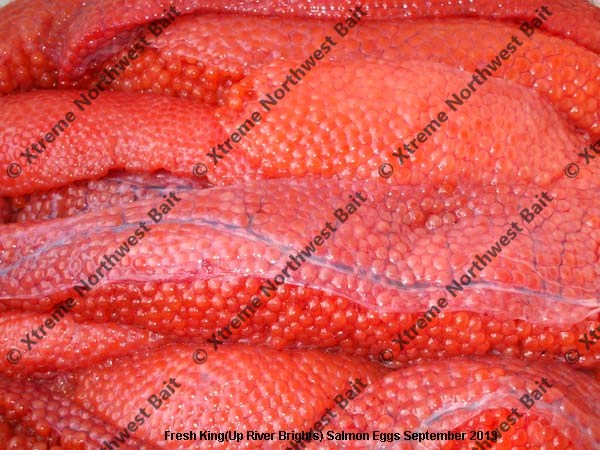 Fresh Salmon Egg, Fresh Salmon Roe, Xtreme Northwest Bait Co